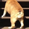 dog-butt
