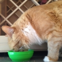 orange-cat-green-bowl