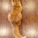orange-long-hair-cat