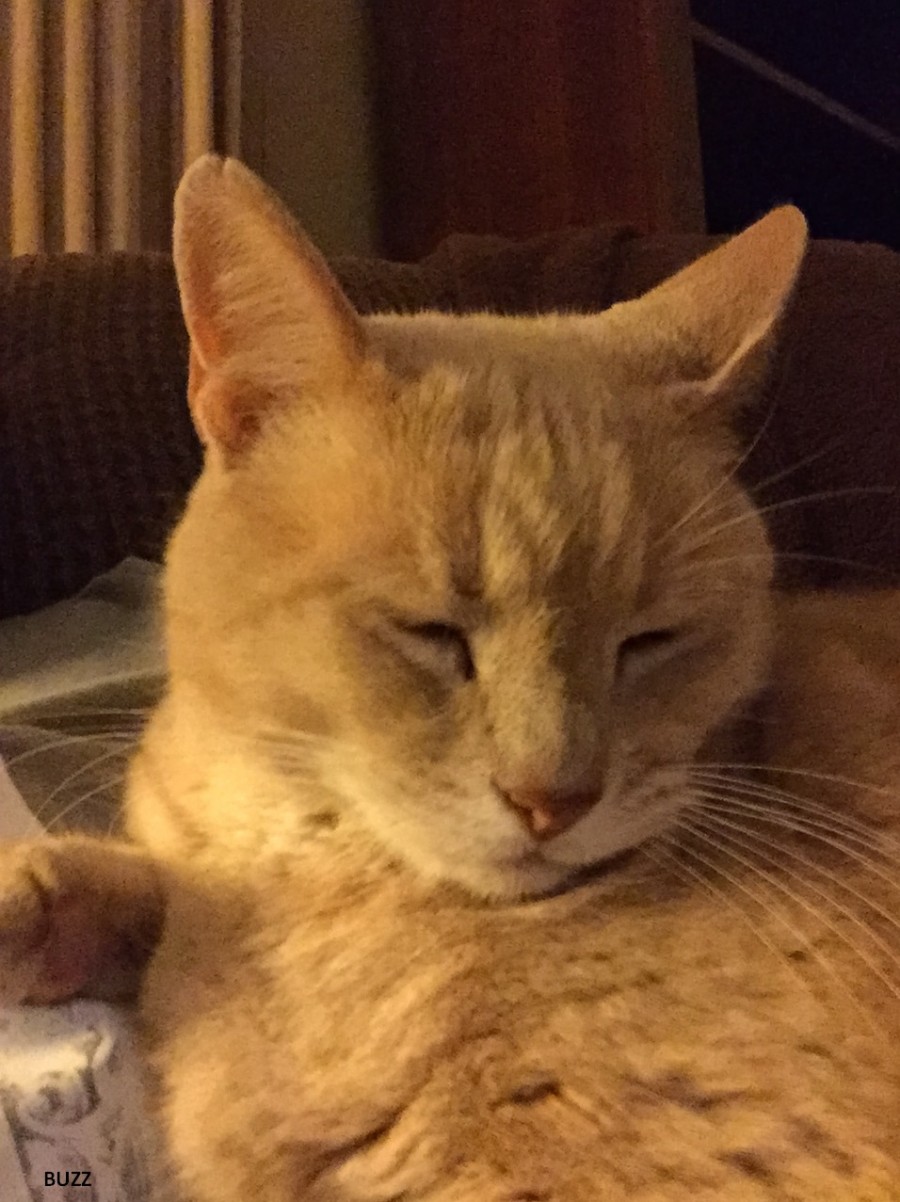 About Us Pet Sitting by Peggy Birmingham, Homewood, & Vestavia, AL