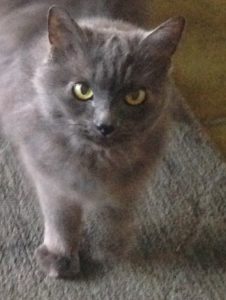 Beautiful black cat looking at cat sitter holding camera