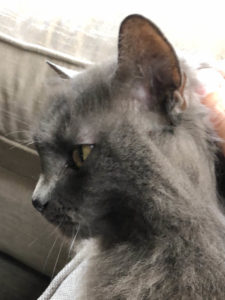 Grey cat has one of the common illnesses