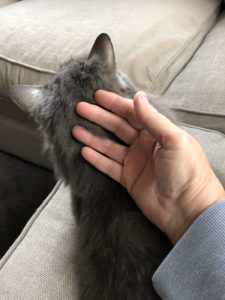 Loving hand petting a grey cat