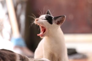 Cute kitten showing her teeth for dental health awareness