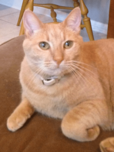 Beautiful orange cat looking at her cat sitter