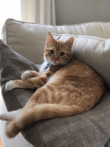 Orange cat looking at puzzles