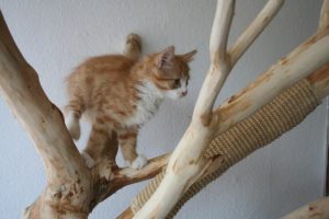 Cat on Cat Trees
