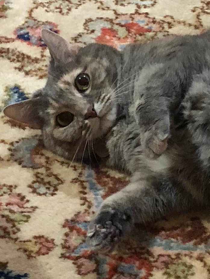 Cat Trees/ Why Cats Love Them Pet Sitting by Peggy