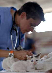 Veterinarian Vet with Kitten