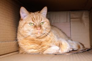 cat staring at cat litter box