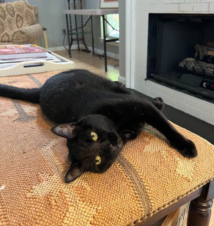 Keeping Your Cats Happy, Healthy and Safe in Crestwood South, Forest Park, Highland Park, Homewood, Mountain Brook, and Vestavi, Alabama