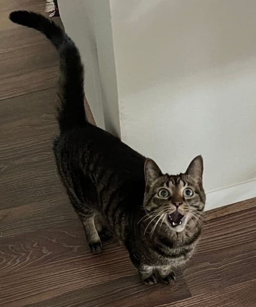 pet sitting by peggy services in birmingham alabama